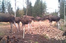 Klicka här för fler bilder!